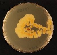 Coccomyces phyllocladi image