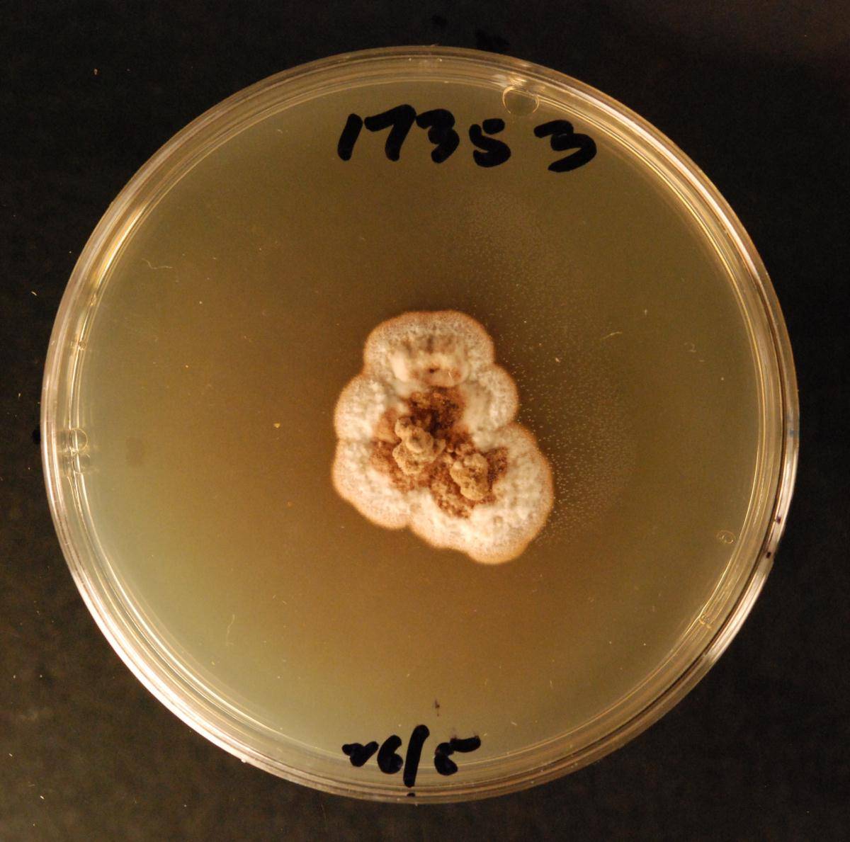 Hypoderma sticheri image