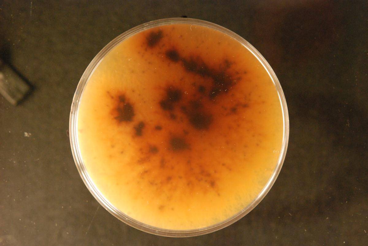 Neoeutypella image