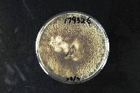 Colletotrichum kahawae image