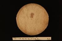 Fusarium oxysporum image