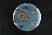 Colletotrichum xanthorrhoeae image