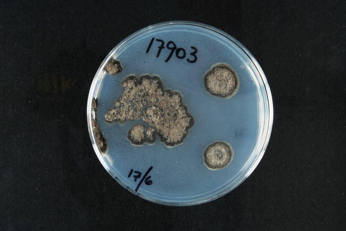 Colletotrichum xanthorrhoeae image