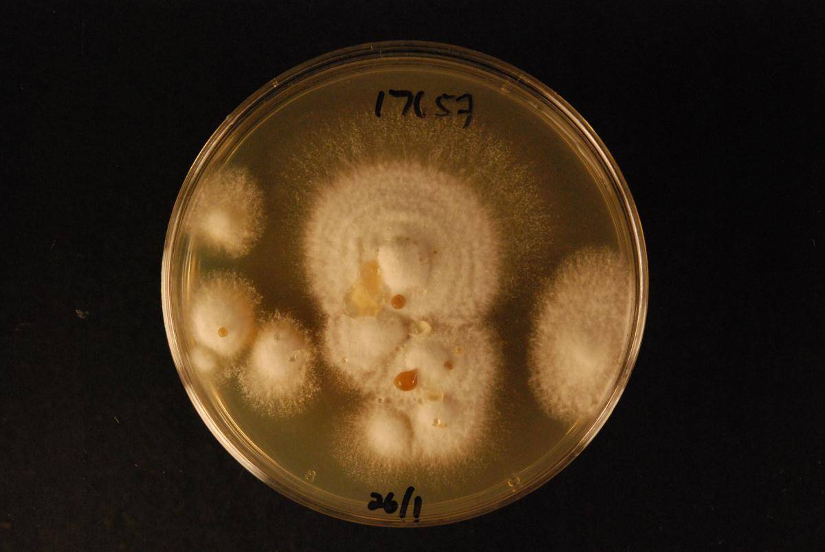 Fomitopsis maire image