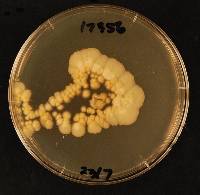 Coccomyces phyllocladi image