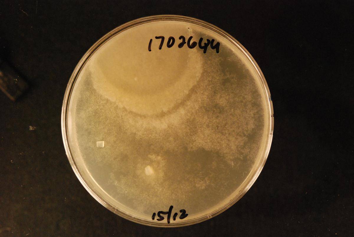 Phytophthora agathidicida image
