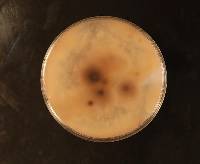 Fusarium oxysporum image