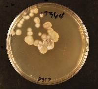 Coccomyces crystalligerus image