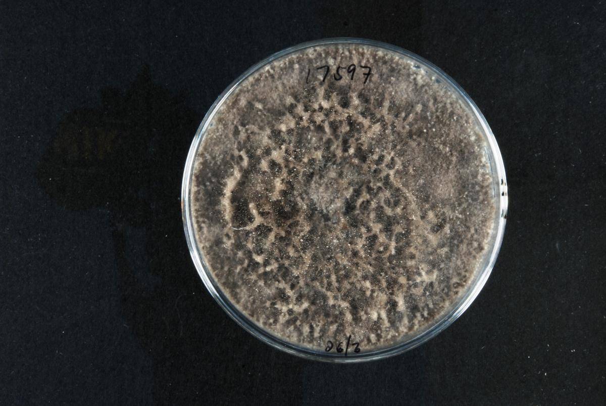 Botryosphaeria australis image