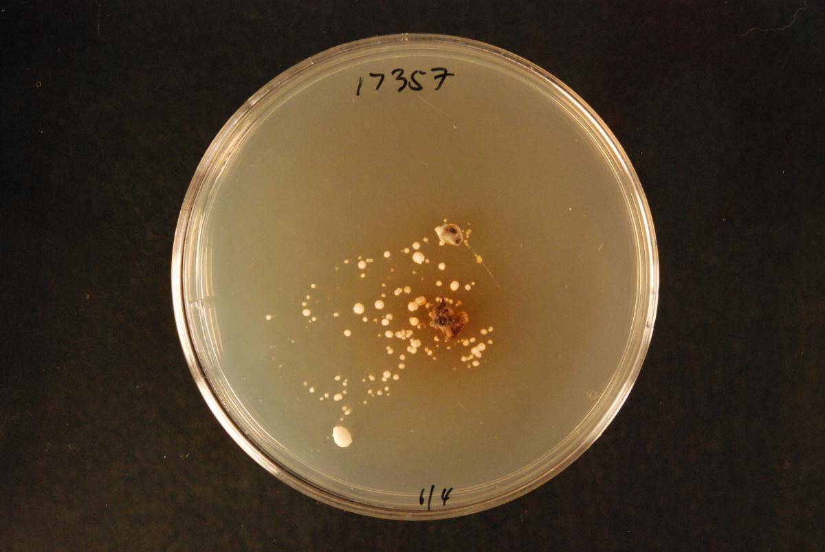 Lophodermium tindalii image