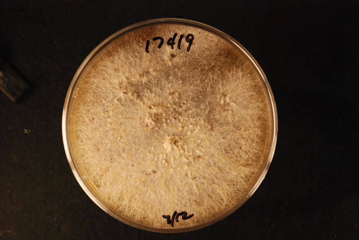 Neoeutypella image
