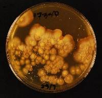 Coccomyces radiatus image