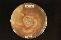 Aplosporella sophorae image