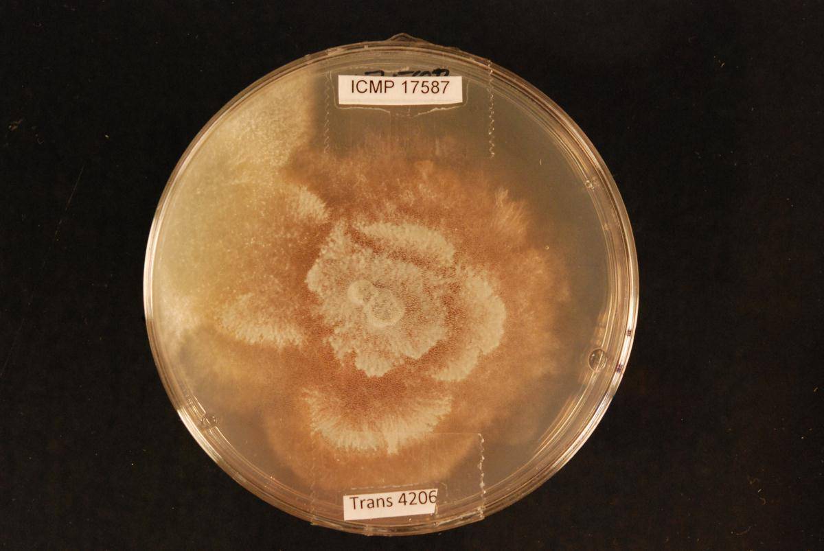 Aplosporella sophorae image