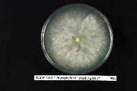 Phytophthora agathidicida image