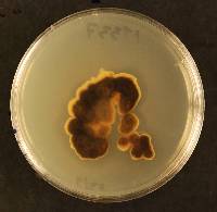 Coccomyces globosus image