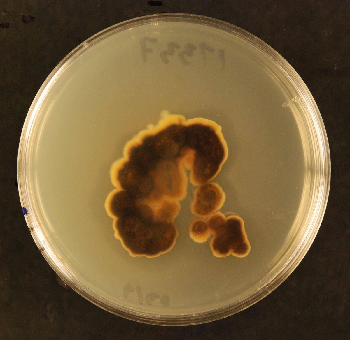 Coccomyces globosus image