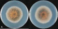 Glomerella cingulata image
