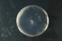 Colletotrichum kahawae image