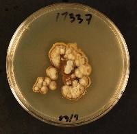Coccomyces globosus image