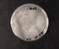 Heterobasidion annosum image