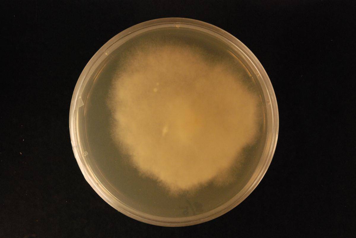 Phytophthora agathidicida image
