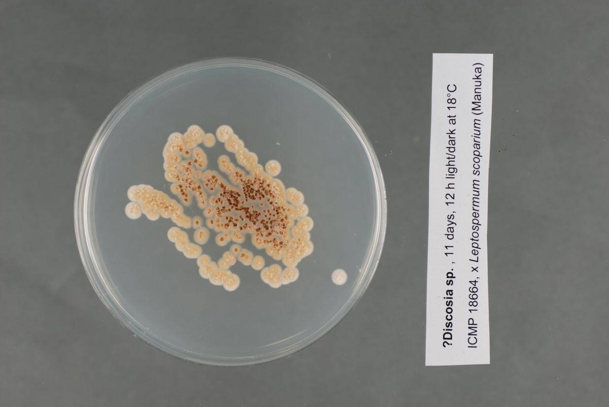Phlogicylindrium image