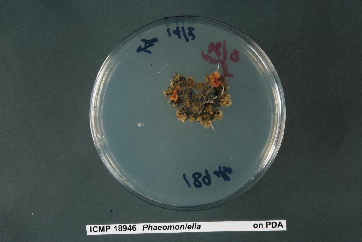 Phaeomoniella image