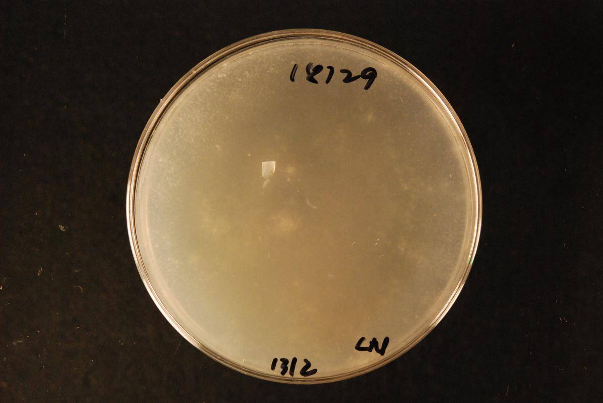 Phanerochaete cordylines image