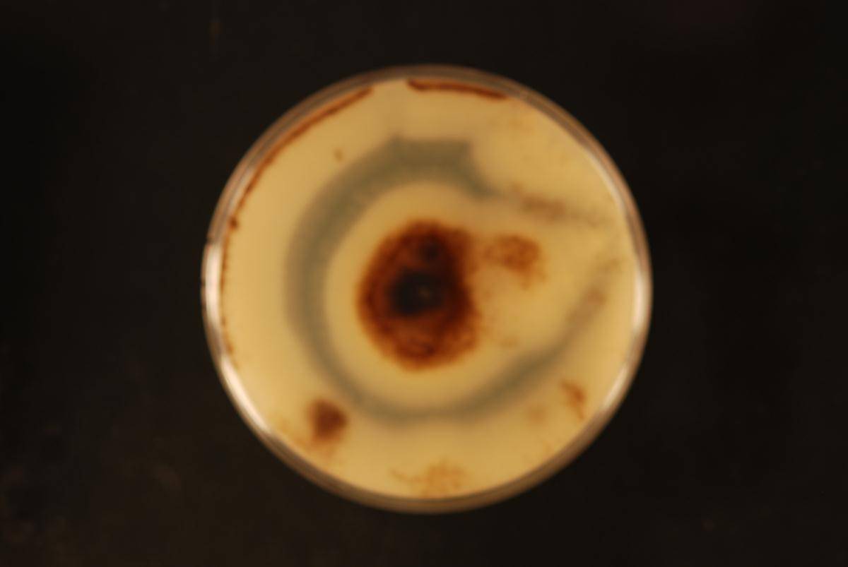 Phaeoacremonium occidentale image