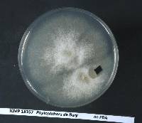 Phytophthora agathidicida image