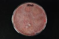 Fusarium tricinctum image