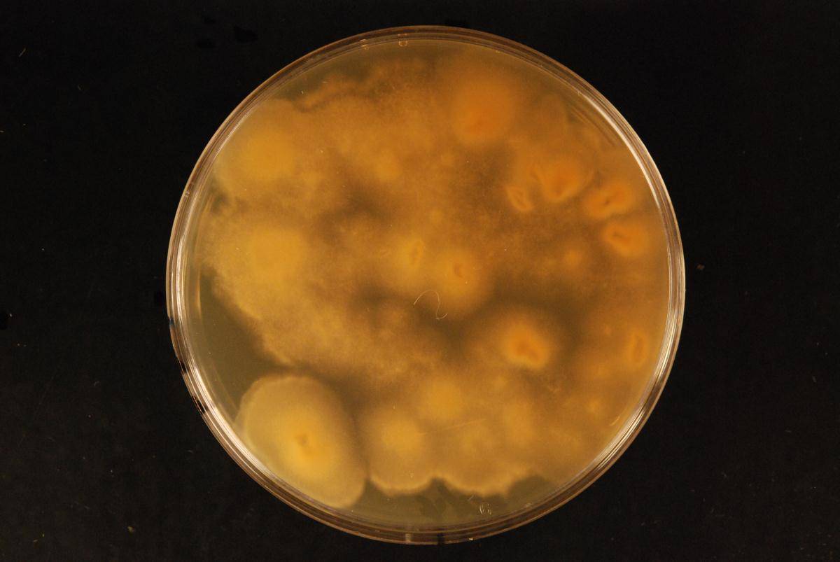Meruliopsis miniata image