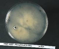 Phytophthora agathidicida image