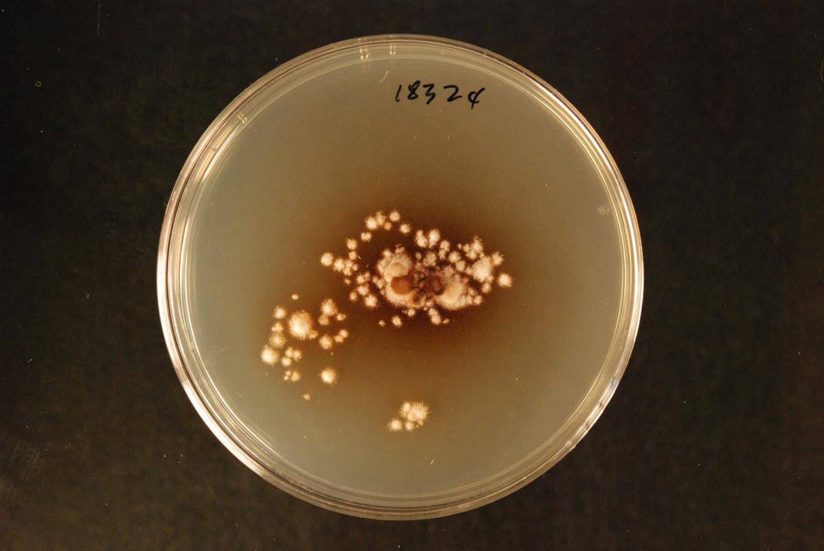 Hypoderma liliense image
