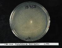 Phytophthora agathidicida image