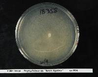 Phytophthora agathidicida image