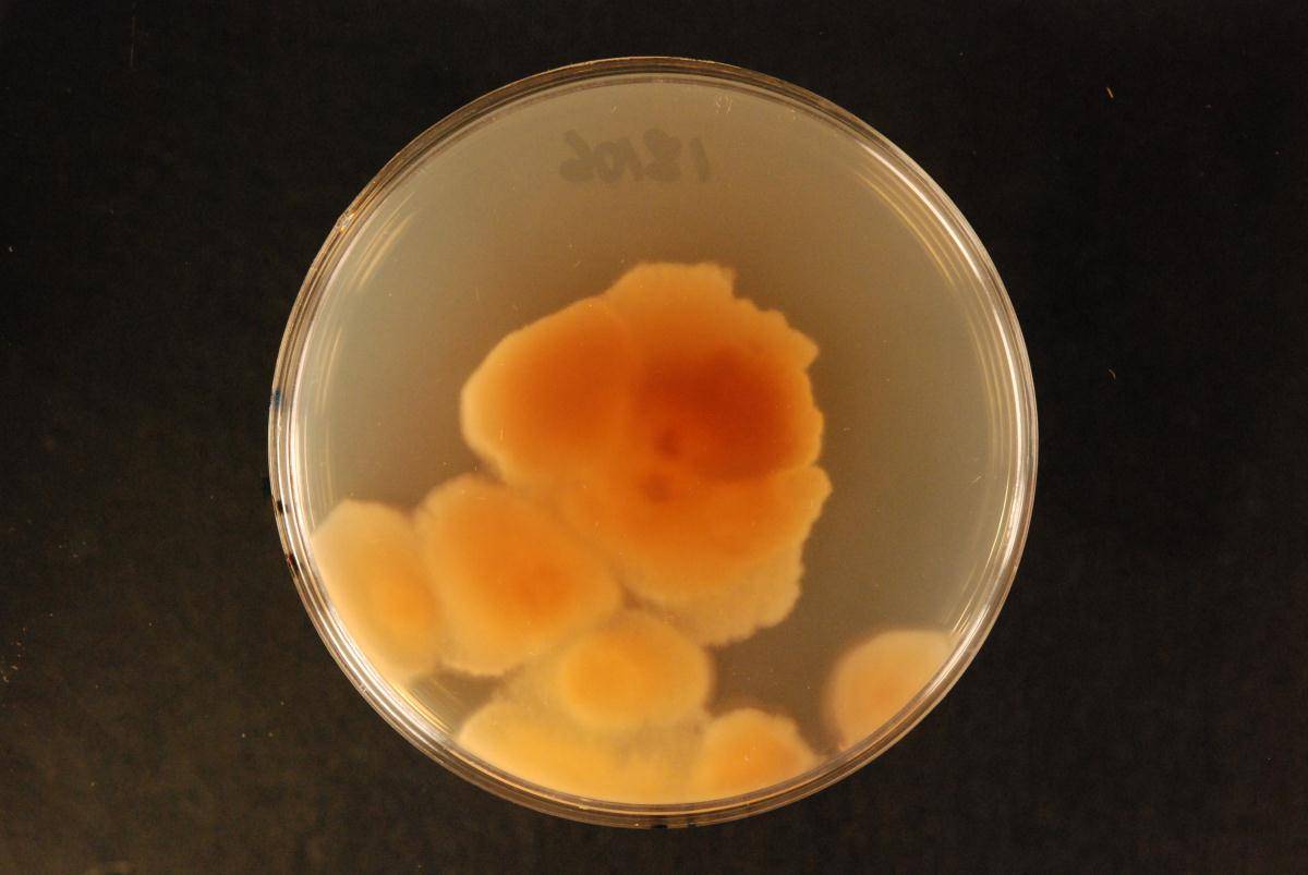 Meruliopsis miniata image