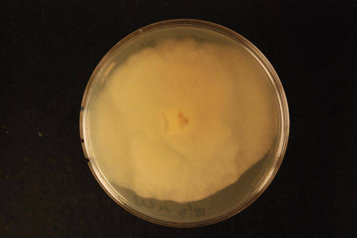 Phytophthora agathidicida image