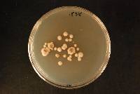 Coccomyces cupressini image