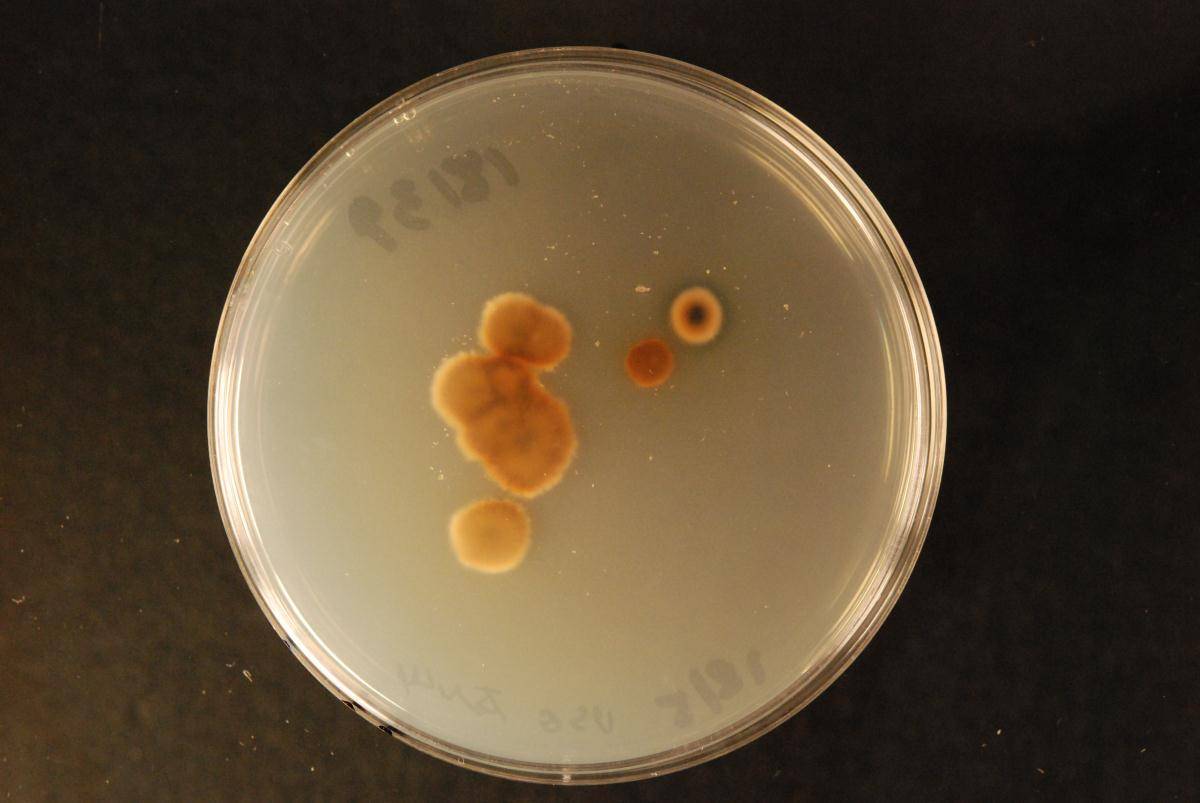 Phellinus zealandicus image