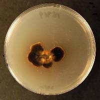 Coccomyces lauraceus image