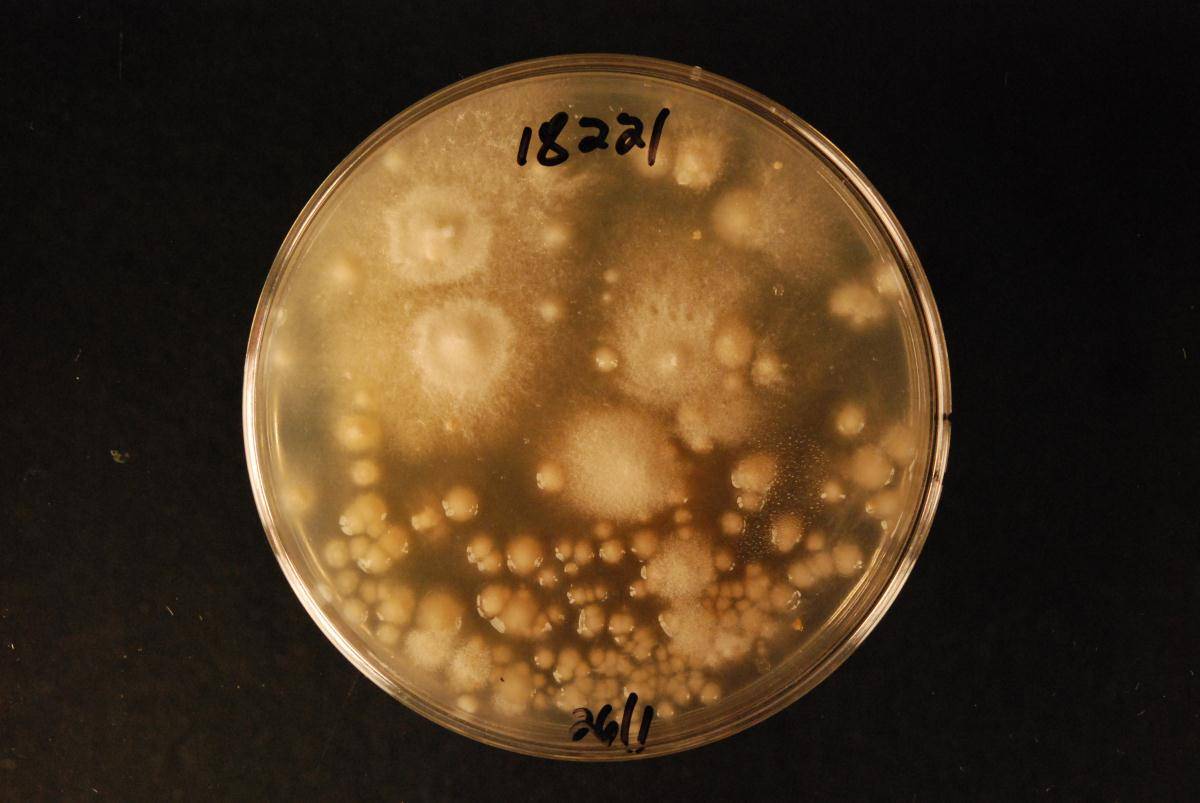 Tyromyces exiguus image
