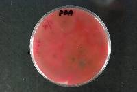 Fusarium tricinctum image