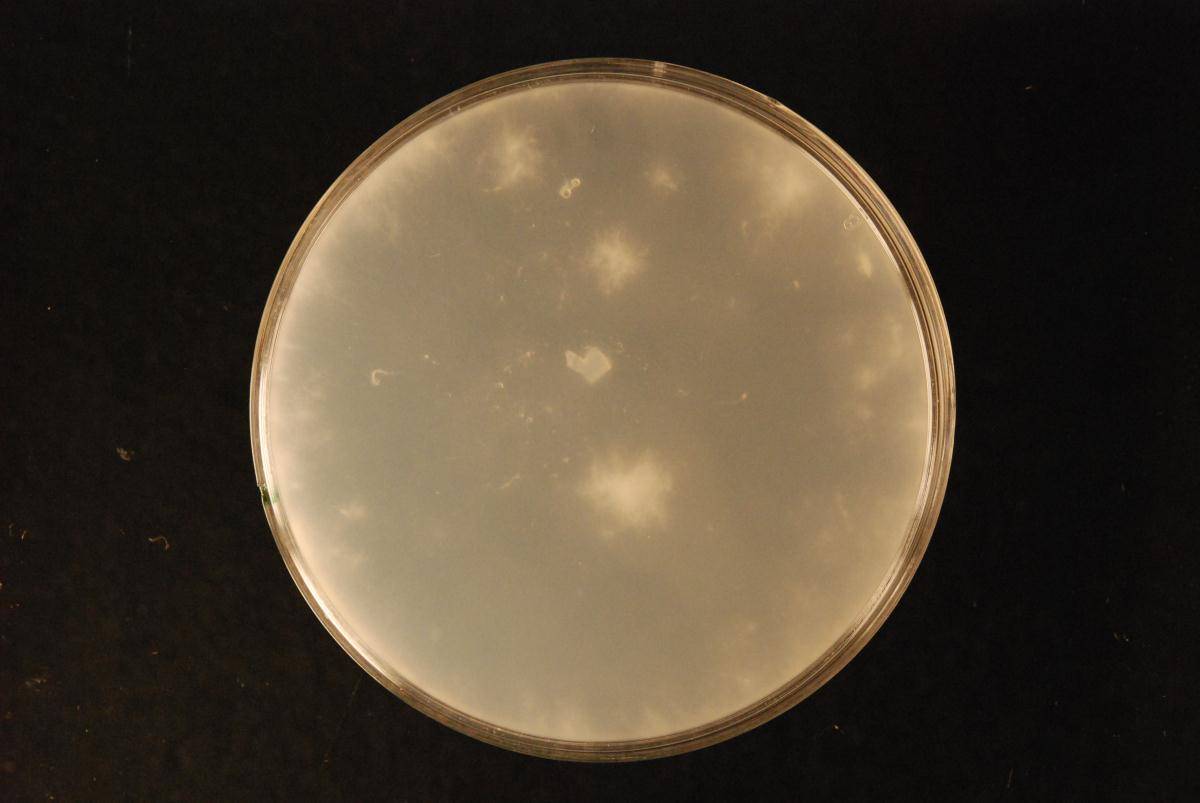 Mycoacia lutea image