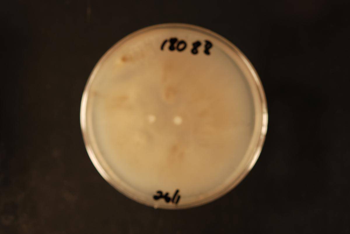 Phaeoacremonium fraxinopennsylvanicum image