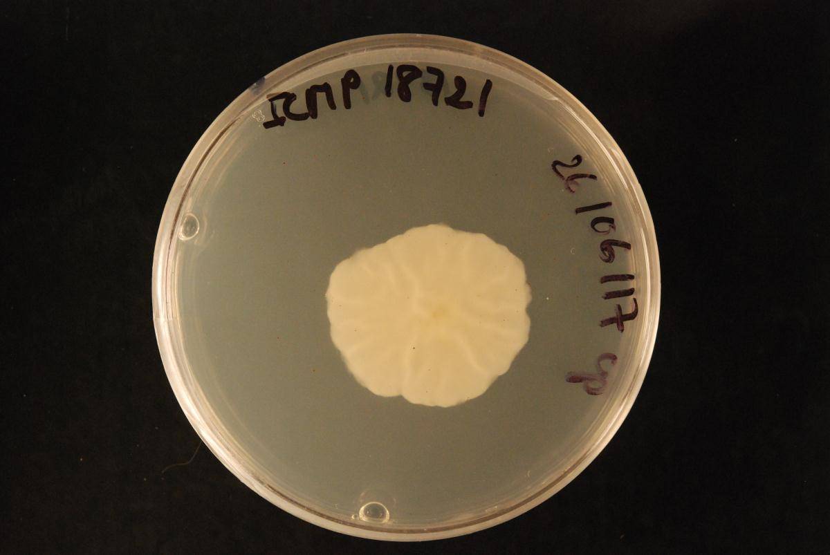 Lentomitella magna image