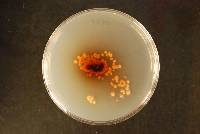 Hypoderma liliense image