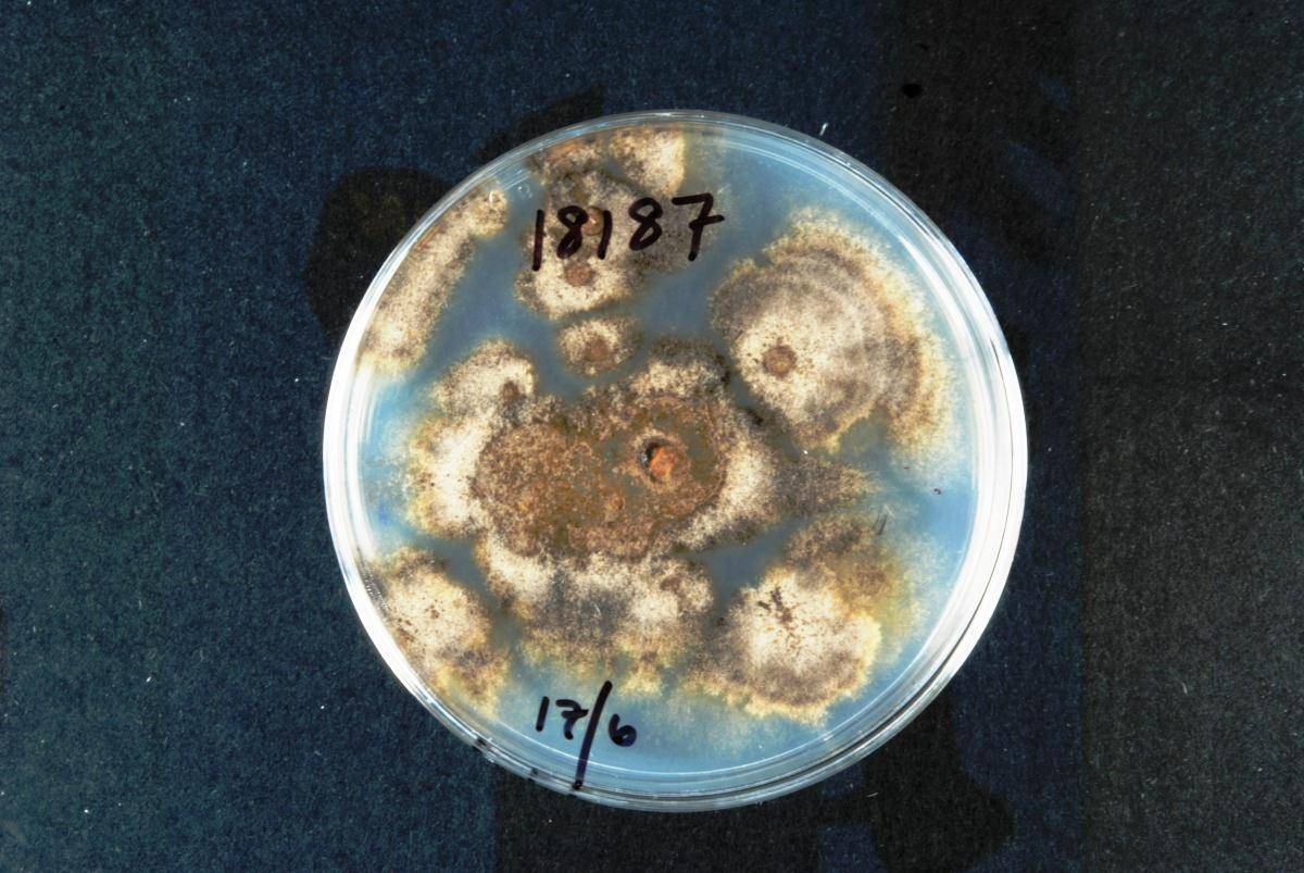 Colletotrichum nupharicola image