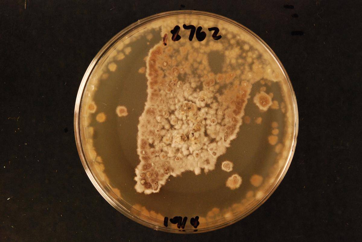 Chlorociboria duriligna image